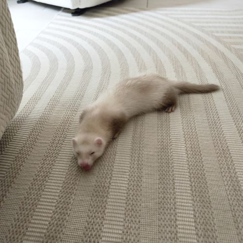 Furet disponible #2