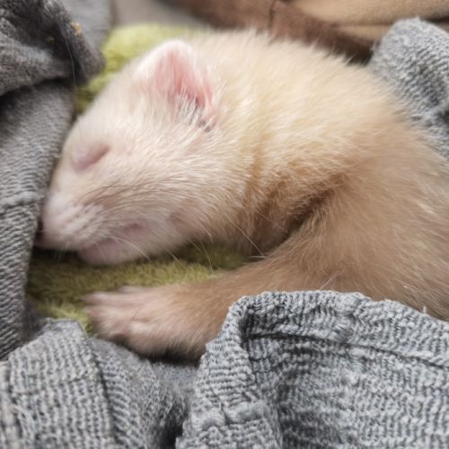 Furet disponible #3
