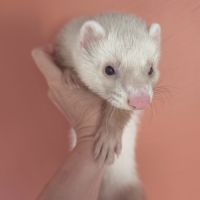Furet disponible #0