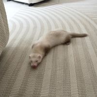 Furet disponible #2