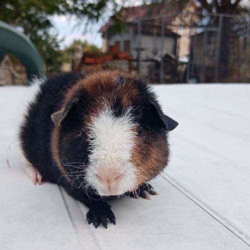 Cochon d'inde us teddy #2