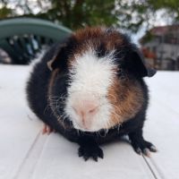 Cochon d'inde us teddy #1