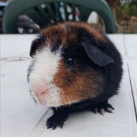Cochon d'inde us teddy