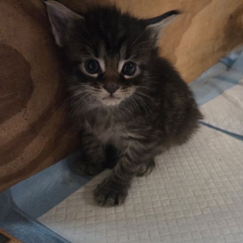 A reserve chatons maine coon