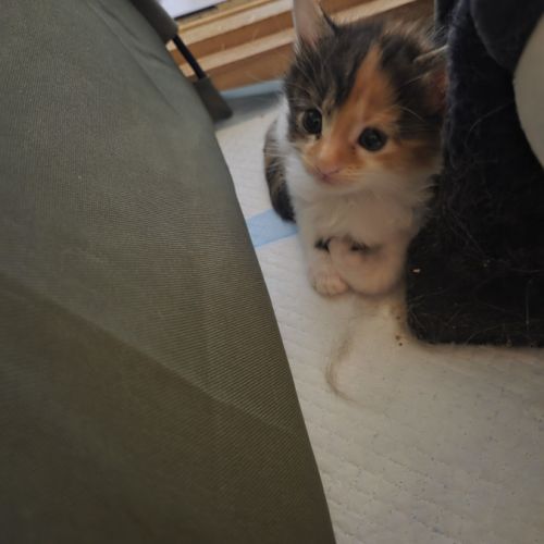 A reserve chatons maine coon #3