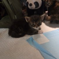 A reserve chatons maine coon #2