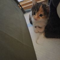 A reserve chatons maine coon #3