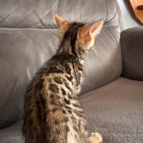 Chaton bengal #3