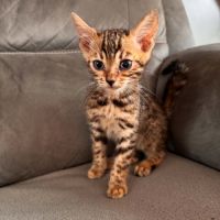 Chaton bengal