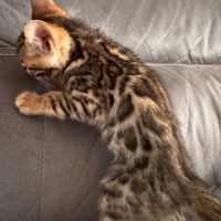 Chaton bengal #2