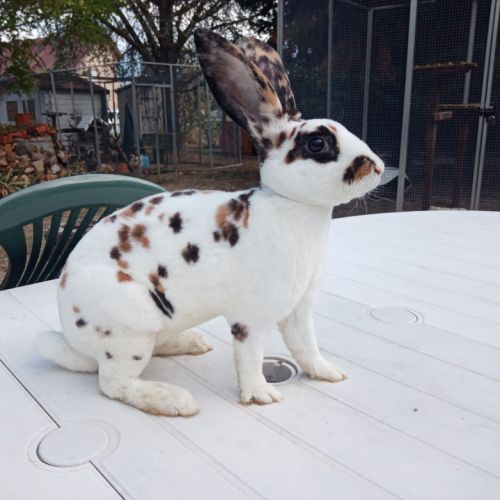 Lapines rex dalmatien tricolore #2