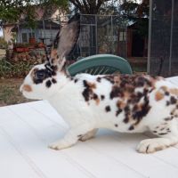 Lapines rex dalmatien tricolore