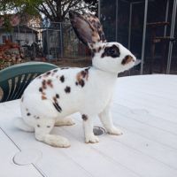 Lapines rex dalmatien tricolore #2