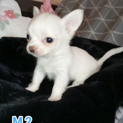 A réserver chiots chihuahua poil long