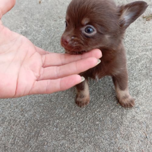 A réserver chiots chihuahua poil long