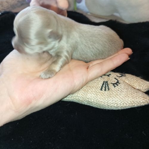 A réserver chiots chihuahua poil long #1