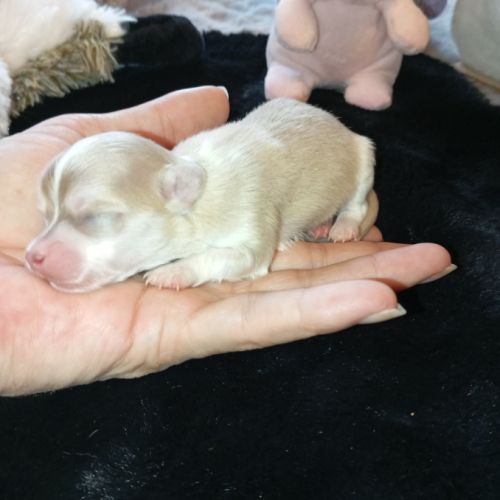 A réserver chiots chihuahua poil long #3