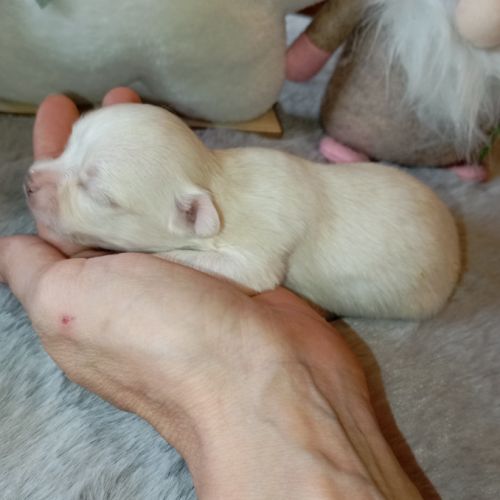 A réserver chiots chihuahua poil long #4