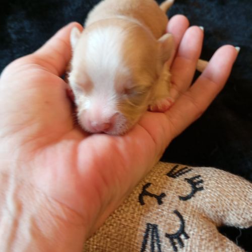 A réserver chiots chihuahua poil long #6