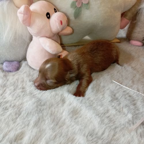 A réserver chiots chihuahua poil long #8