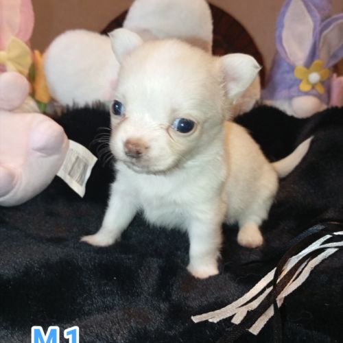 A réserver chiots chihuahua poil long