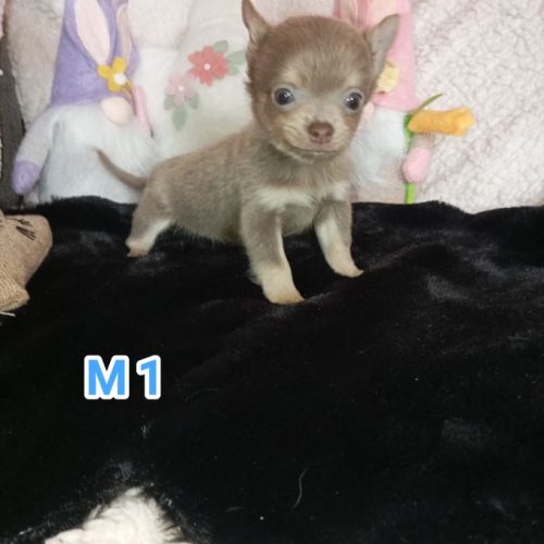 A réserver chiots chihuahua poil long #1