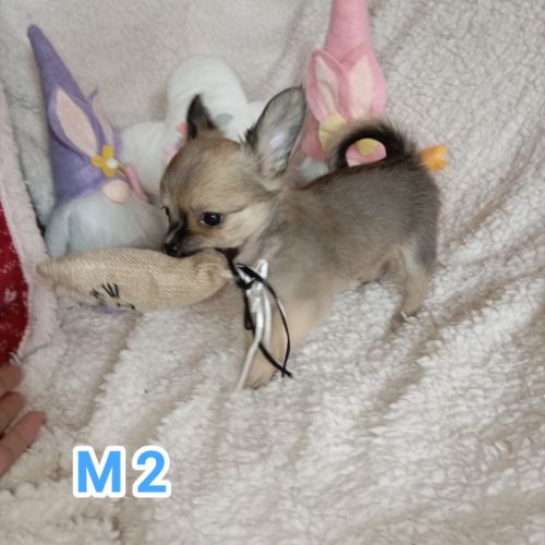 A réserver chiots chihuahua poil long