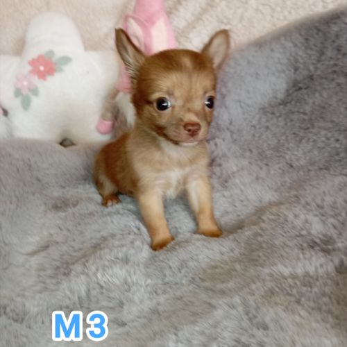 A réserver chiots chihuahua poil long #2