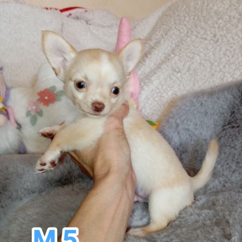 A réserver chiots chihuahua poil long #4