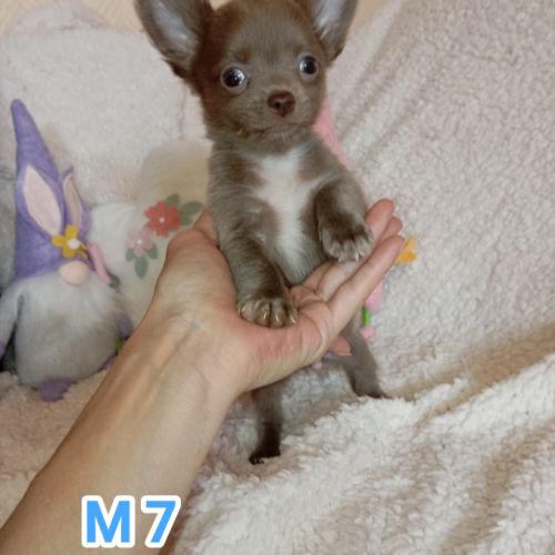A réserver chiots chihuahua poil long #5