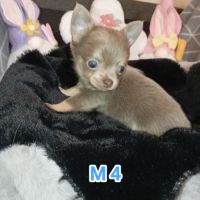 A réserver chiots chihuahua poil long