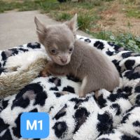 Disponible chiots chihuahua poil long