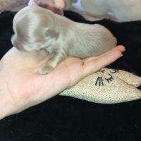 A réserver chiots chihuahua poil long #1