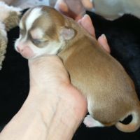 A réserver chiots chihuahua poil long