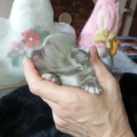 A réserver chiots chihuahua poil long #5