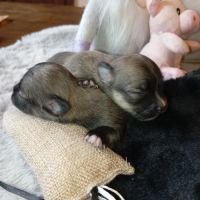 A réserver chiots chihuahua poil long #7