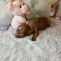 A réserver chiots chihuahua poil long #8
