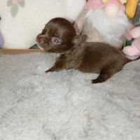 A réserver chiots chihuahua poil long