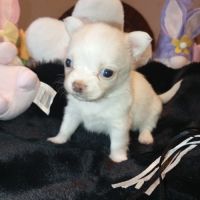 A réserver chiots chihuahua poil long