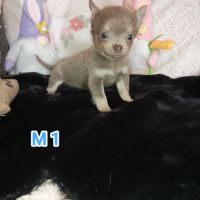 A réserver chiots chihuahua poil long #1