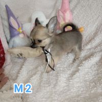 A réserver chiots chihuahua poil long