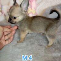 A réserver chiots chihuahua poil long