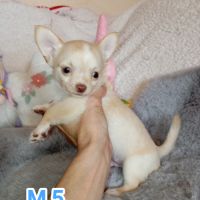 A réserver chiots chihuahua poil long #4