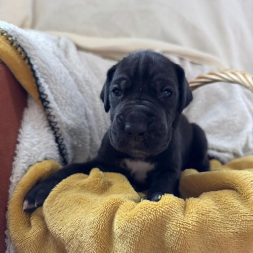 Chiots dogue allemands lof #1