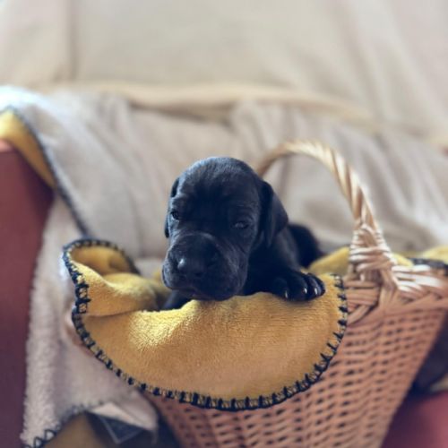 Chiots dogue allemands lof #2