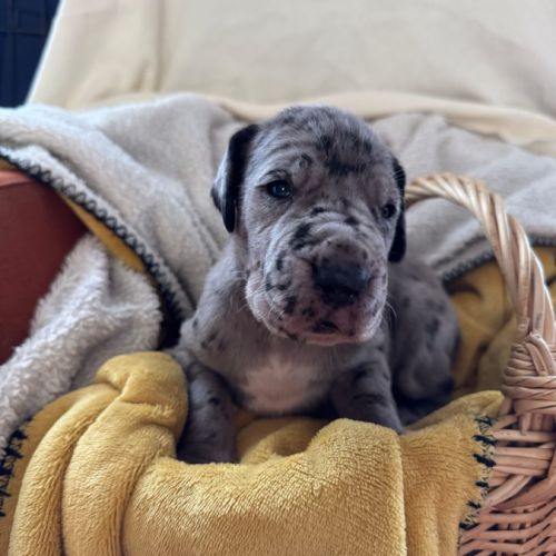 Chiots dogue allemands lof #3