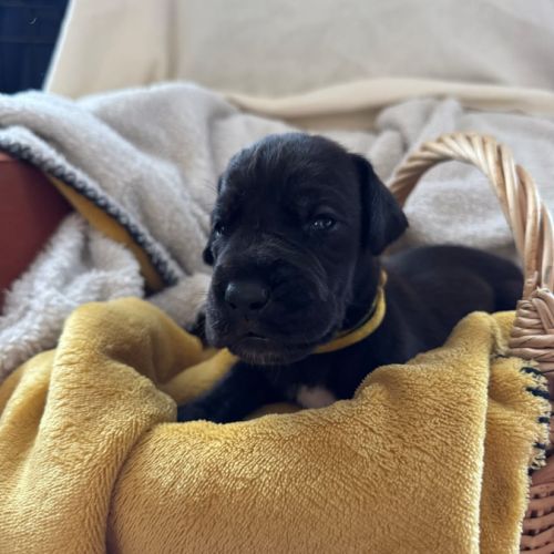 Chiots dogue allemands lof #0