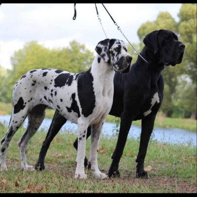 Chiots dogue allemands lof #5