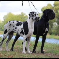 Chiots dogue allemands lof #5