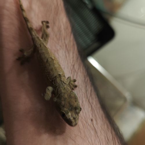 Vente mniarogekko chahoua #4